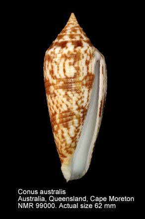 Conus australis (8).jpg - Conus australis Holten,1802